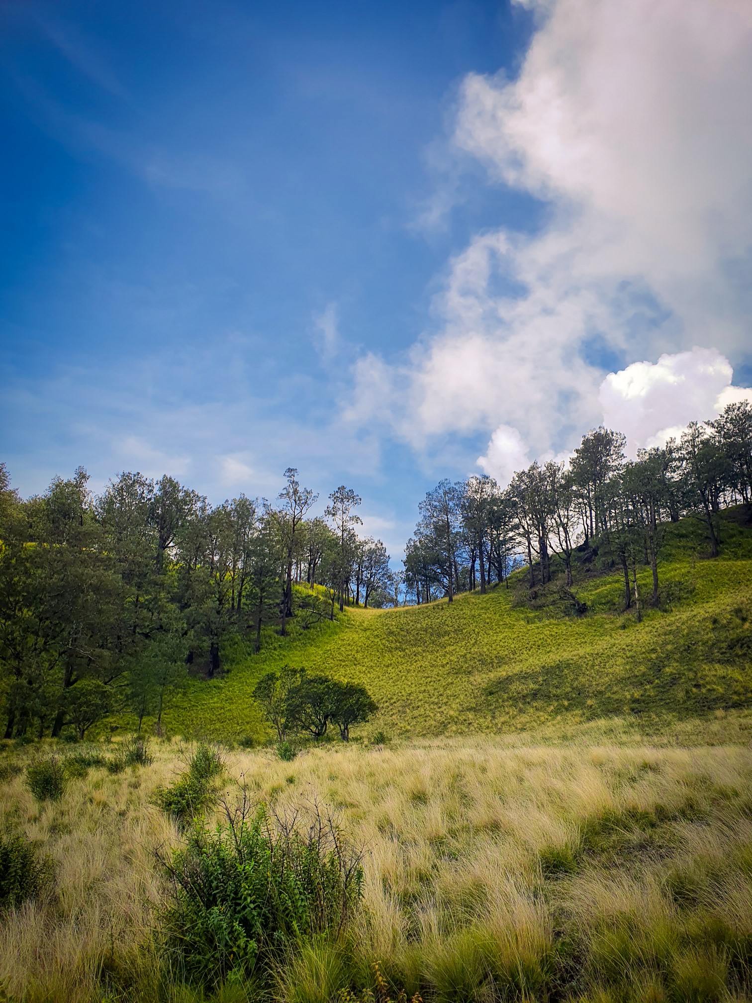 Mount Lawu Sacred Trail: Ancient Temples & Tea Heritage gallery 7