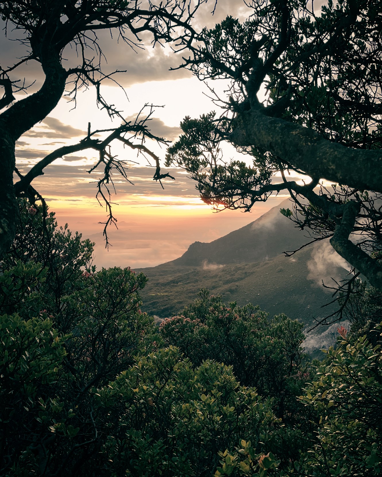 Mount Gede Trek: The Majestic Highland Journey gallery 6